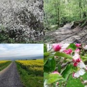 Vier gute Gründe im Frühling auf dem Rheinsteig unterwegs zu sein